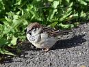 Click image for larger version. 

Name:	House Sparrow.jpg 
Views:	327 
Size:	104.2 KB 
ID:	19945