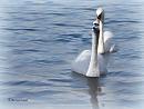 Click image for larger version. 

Name:	Mute Swans.jpg 
Views:	293 
Size:	55.3 KB 
ID:	19951
