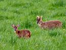 Click image for larger version. 

Name:	Deer deer.jpg 
Views:	398 
Size:	105.8 KB 
ID:	19954