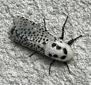 Click image for larger version. 

Name:	Leopard-moth-2018-06-11 08.57.08.jpg 
Views:	386 
Size:	340.3 KB 
ID:	19958