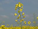 Click image for larger version. 

Name:	oilseedrape.jpg 
Views:	269 
Size:	220.7 KB 
ID:	206