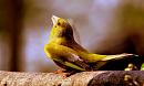 Click image for larger version. 

Name:	greenfinch.JPG 
Views:	203 
Size:	72.0 KB 
ID:	208