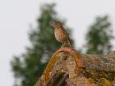 Click image for larger version. 

Name:	songthrush.jpg 
Views:	220 
Size:	209.2 KB 
ID:	210