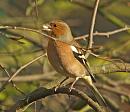 Click image for larger version. 

Name:	chaffinch_seed.jpg 
Views:	193 
Size:	239.4 KB 
ID:	2210