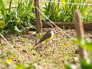 Click image for larger version. 

Name:	greywagtail_1.jpg 
Views:	204 
Size:	356.5 KB 
ID:	229