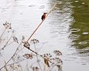Click image for larger version. 

Name:	Kingfisher 2.jpg 
Views:	533 
Size:	92.4 KB 
ID:	2321