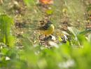 Click image for larger version. 

Name:	greywagtail_5.jpg 
Views:	210 
Size:	226.4 KB 
ID:	233