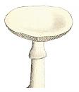 Click image for larger version. 

Name:	Death cap.jpg 
Views:	386 
Size:	35.0 KB 
ID:	2331