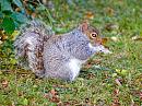 Click image for larger version. 

Name:	Grey squirrel.jpg 
Views:	260 
Size:	426.3 KB 
ID:	2338