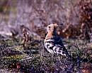 Click image for larger version. 

Name:	Hoopoe.jpg 
Views:	459 
Size:	218.0 KB 
ID:	2349