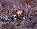 Click image for larger version. 

Name:	Hoopoe crestup copy 2.jpg 
Views:	465 
Size:	184.8 KB 
ID:	2350