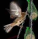 Click image for larger version. 

Name:	A most inconsiderate Sparrow.jpg 
Views:	208 
Size:	281.4 KB 
ID:	2412