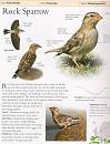 Click image for larger version. 

Name:	Rock Sparrow.jpg 
Views:	202 
Size:	311.5 KB 
ID:	2434