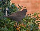 Click image for larger version. 

Name:	Female Blackbird.jpg 
Views:	224 
Size:	343.4 KB 
ID:	2447