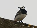 Click image for larger version. 

Name:	Pied_wagtail_1.jpg 
Views:	205 
Size:	277.4 KB 
ID:	246