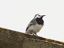 Click image for larger version. 

Name:	pied_wagtail_2.jpg 
Views:	199 
Size:	230.4 KB 
ID:	247