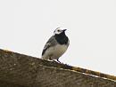 Click image for larger version. 

Name:	pied_wagtail_3.jpg 
Views:	205 
Size:	234.4 KB 
ID:	248