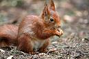 Click image for larger version. 

Name:	red squirrel.JPG 
Views:	227 
Size:	111.6 KB 
ID:	251