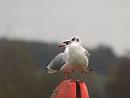 Click image for larger version. 

Name:	black-headed_gulls.jpg 
Views:	176 
Size:	106.3 KB 
ID:	2572