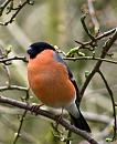 Click image for larger version. 

Name:	Bullfinch 2.jpg 
Views:	1085 
Size:	355.7 KB 
ID:	2579