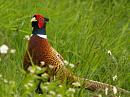 Click image for larger version. 

Name:	cock_pheasant_1.jpg 
Views:	206 
Size:	346.6 KB 
ID:	258