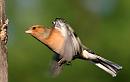 Click image for larger version. 

Name:	male chaffinch.JPG 
Views:	160 
Size:	59.2 KB 
ID:	2582