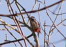 Click image for larger version. 

Name:	Great Spotted Woodpecker.jpg 
Views:	141 
Size:	123.2 KB 
ID:	2605