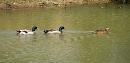 Click image for larger version. 

Name:	mallards2.jpg 
Views:	257 
Size:	283.9 KB 
ID:	264