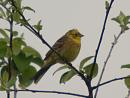 Click image for larger version. 

Name:	yellowhammer.jpg 
Views:	274 
Size:	200.1 KB 
ID:	265