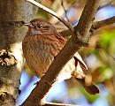 Click image for larger version. 

Name:	Dunnock.jpg 
Views:	294 
Size:	136.0 KB 
ID:	2663