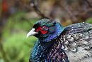 Click image for larger version. 

Name:	pheasant.JPG 
Views:	238 
Size:	98.4 KB 
ID:	2668