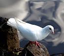 Click image for larger version. 

Name:	White Dove.jpg 
Views:	2733 
Size:	76.0 KB 
ID:	2743