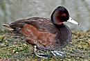 Click image for larger version. 

Name:	A Brown duck1.jpg 
Views:	630 
Size:	492.5 KB 
ID:	2788