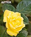 Click image for larger version. 

Name:	yellow rose HPF.jpg 
Views:	335 
Size:	373.8 KB 
ID:	2790