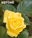 Click image for larger version. 

Name:	yellow rose.jpg 
Views:	312 
Size:	392.3 KB 
ID:	2791