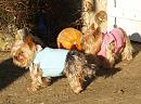 Click image for larger version. 

Name:	Yorkies.jpg 
Views:	138 
Size:	217.0 KB 
ID:	2822