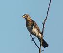 Click image for larger version. 

Name:	fieldfare1.jpg 
Views:	319 
Size:	100.1 KB 
ID:	2823