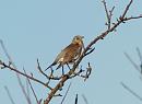 Click image for larger version. 

Name:	fieldfare2.jpg 
Views:	303 
Size:	120.0 KB 
ID:	2825