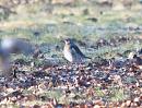 Click image for larger version. 

Name:	fieldfare3.jpg 
Views:	299 
Size:	190.6 KB 
ID:	2827