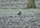 Click image for larger version. 

Name:	fieldfare4.jpg 
Views:	292 
Size:	177.2 KB 
ID:	2828