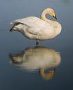 Click image for larger version. 

Name:	Whooper_Swan2.jpg 
Views:	168 
Size:	106.6 KB 
ID:	2918
