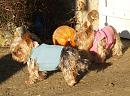 Click image for larger version. 

Name:	Yorkies.jpg 
Views:	383 
Size:	215.7 KB 
ID:	2948