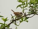 Click image for larger version. 

Name:	whitethroat_Streat;ey_2_filtered.jpg 
Views:	190 
Size:	401.8 KB 
ID:	299
