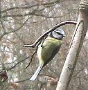 Click image for larger version. 

Name:	blue tit 001.jpg 
Views:	151 
Size:	102.6 KB 
ID:	2992