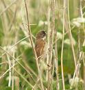 Click image for larger version. 

Name:	whitethroat_Streatley_1_filtered.jpg 
Views:	194 
Size:	561.4 KB 
ID:	300