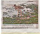 Click image for larger version. 

Name:	Redshank.jpg 
Views:	139 
Size:	129.7 KB 
ID:	3007