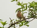 Click image for larger version. 

Name:	whitethroat_streatley_3_filtered.jpg 
Views:	179 
Size:	552.3 KB 
ID:	301