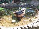 Click image for larger version. 

Name:	nuthatch_bath1.jpg 
Views:	145 
Size:	462.0 KB 
ID:	315