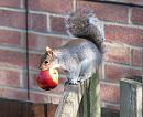 Click image for larger version. 

Name:	squirrel.jpg 
Views:	174 
Size:	153.9 KB 
ID:	3173