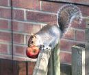 Click image for larger version. 

Name:	squirrel1.jpg 
Views:	171 
Size:	127.9 KB 
ID:	3174